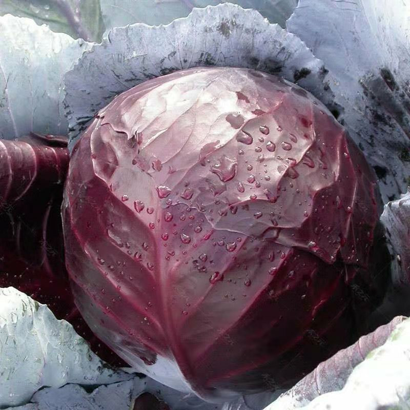  Red Cabbage