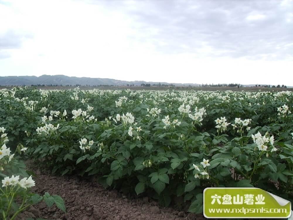 Guyuan Liupanshan potato industry